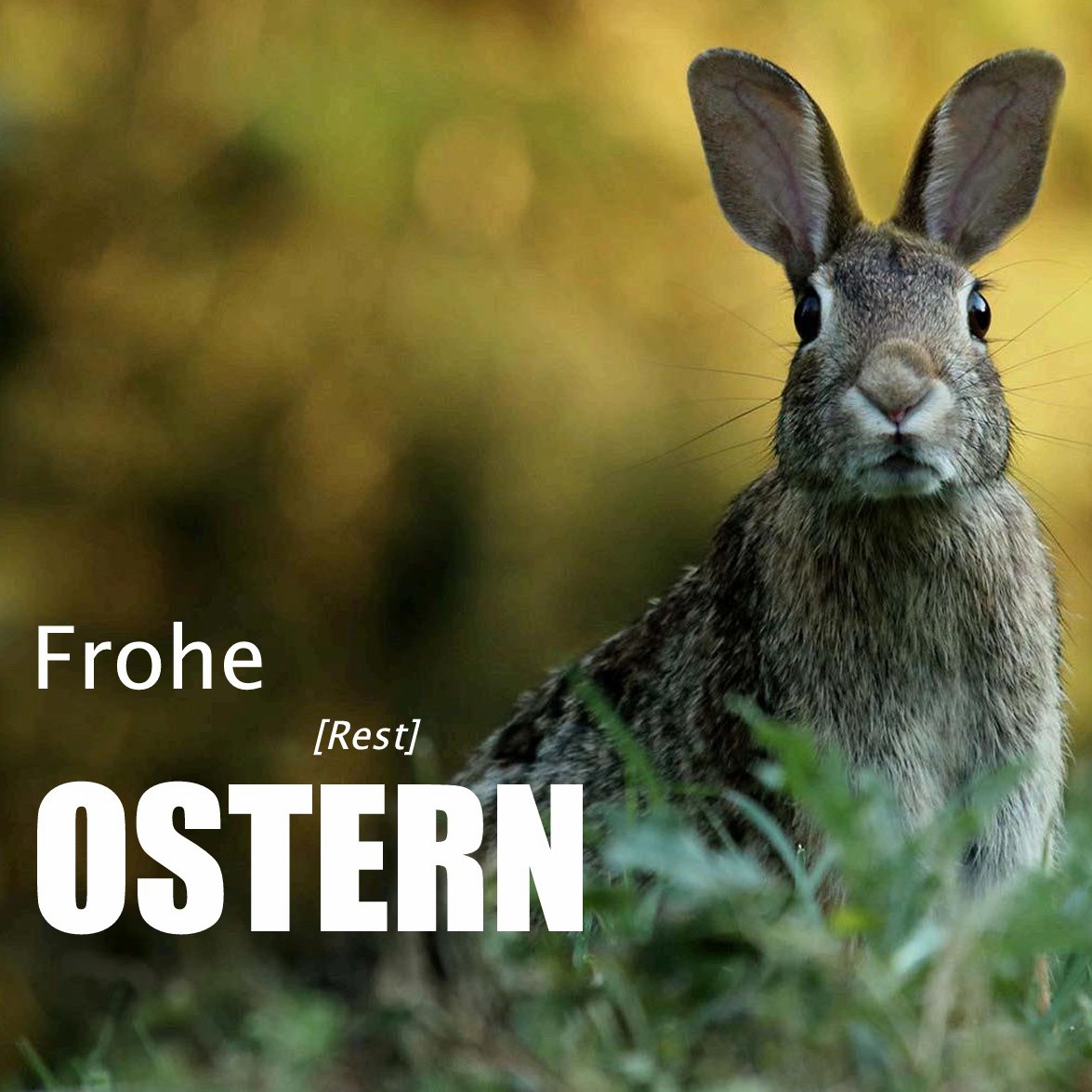 _storage_emulated_0_Android_data_com.adobe.reader_files_Pictures_Adobe Acrobat Exports_Frohen Ostermontag [Abend] und Vorfreude auf den ☀️(1)_0